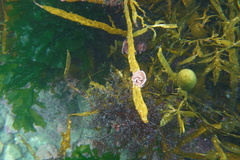 Lithophyllum carpophylli