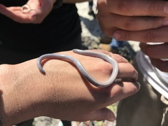 Anniella geronimensis