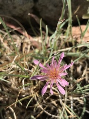Agoseris aurantiaca purpurea