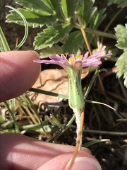 Agoseris aurantiaca purpurea