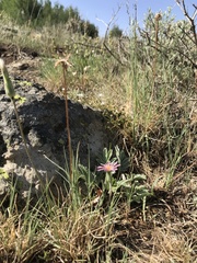 Agoseris aurantiaca purpurea