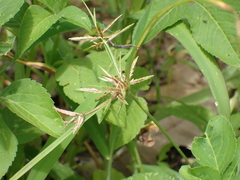 Cyperus sphacelatus