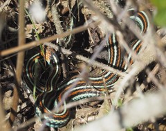 Thamnophis sirtalis tetrataenia