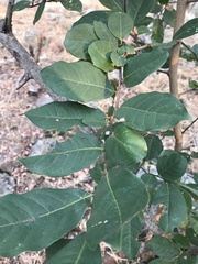 Artabotrys brachypetalus