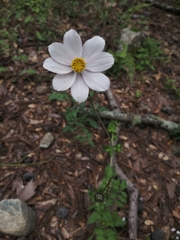 Cosmos diversifolius