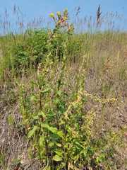 Oenothera rubricaulis