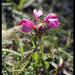 Pedicularis pyrenaica - Photo (c) Cristina Rota Moreno, algunos derechos reservados (CC BY-NC-SA)