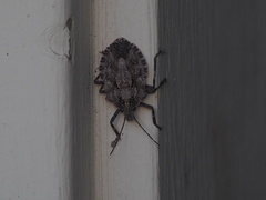 Brochymena affinis