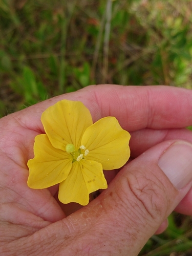 Image of Savannah Primrose-Willow (Ludwigia virgata) by (c) Abby Darrah, some rights reserved (CC BY)