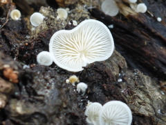 Clitopilus hobsonii