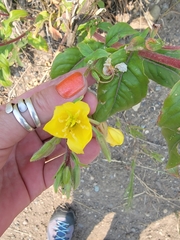 Oenothera rubricaulis