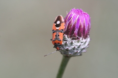 Lygaeus equestris