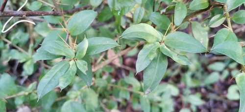 Archidasyphyllum diacanthoides