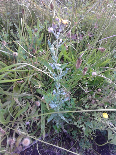Senecio pusillus Dinter ex Range 3