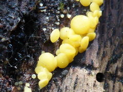 Calycina claroflava