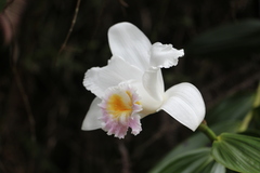 Sobralia powellii