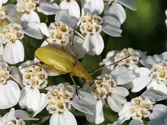 Cteniopus sulphureus