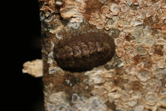 Mopalia ciliata