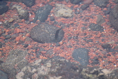 Acanthurus triostegus sandvicensis