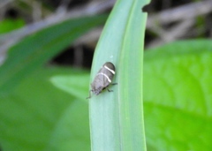 Aeneolamia albofasciata