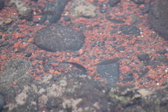 Acanthurus triostegus sandvicensis