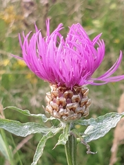 Centaurea jacea