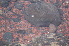 Acanthurus triostegus sandvicensis