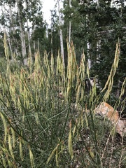 Astragalus lonchocarpus