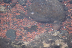 Acanthurus triostegus sandvicensis