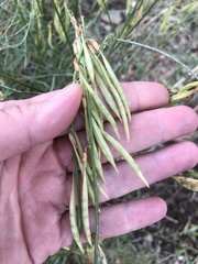 Astragalus lonchocarpus