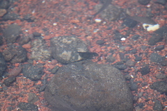 Acanthurus triostegus sandvicensis