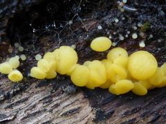 Calycina claroflava