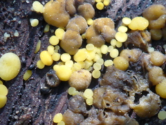 Calycina claroflava