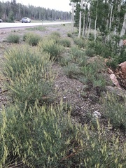 Astragalus lonchocarpus