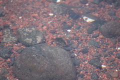 Acanthurus triostegus sandvicensis