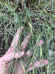 Astragalus lonchocarpus