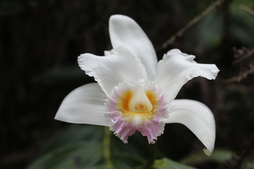 Powell's Sobralia