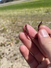 Lythrum tribracteatum