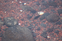 Acanthurus triostegus sandvicensis