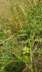 Carex scoparia image
