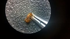 Solenopsis carolinensis