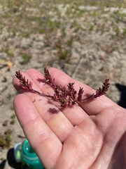 Lythrum tribracteatum