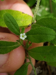 Lithospermum matamorense