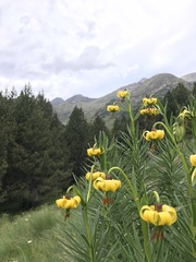Lilium pyrenaicum