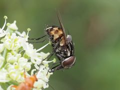 Graphomya maculata