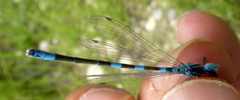 Coenagrion caerulescens