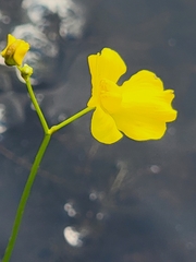 Utricularia striata