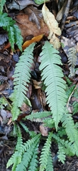 Blechnum mochaenum