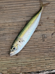 Trachurus symmetricus