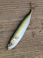 Trachurus symmetricus